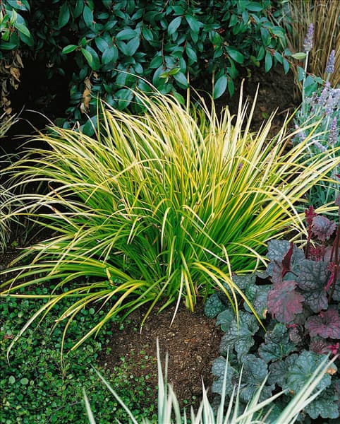 Acorus gramineus 'Ogon'