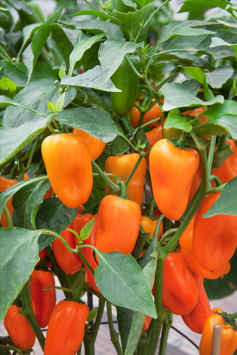 Capsicum annuum Tiny Bells Orange