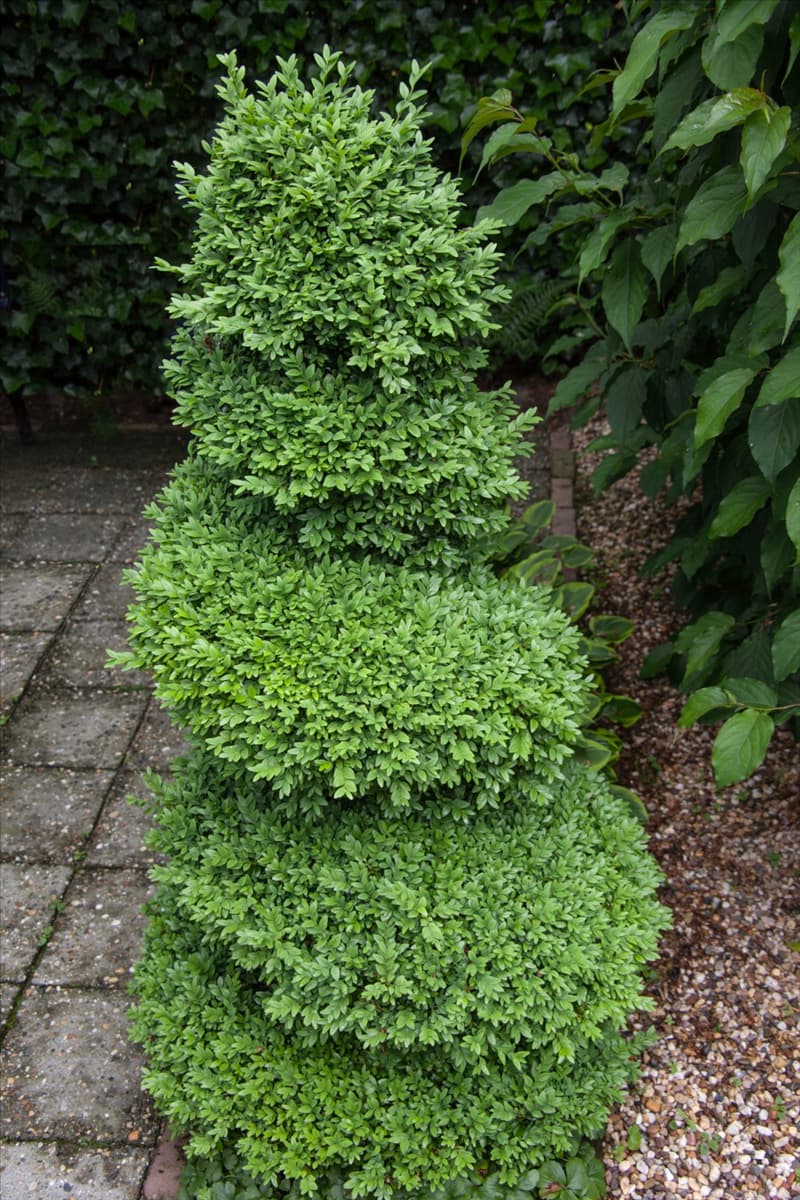 Buxus sempervirens
