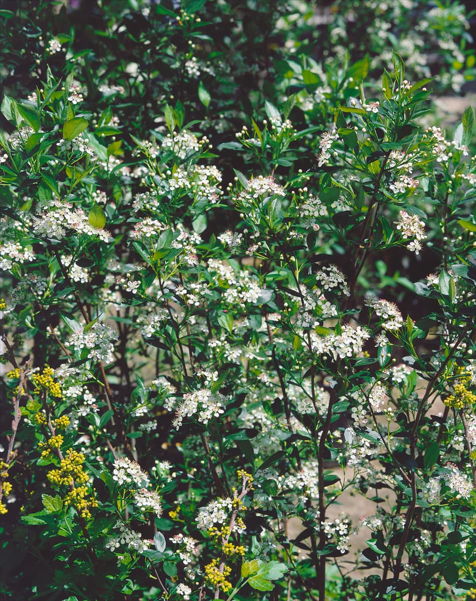 Aronia melanocarpa Hugin