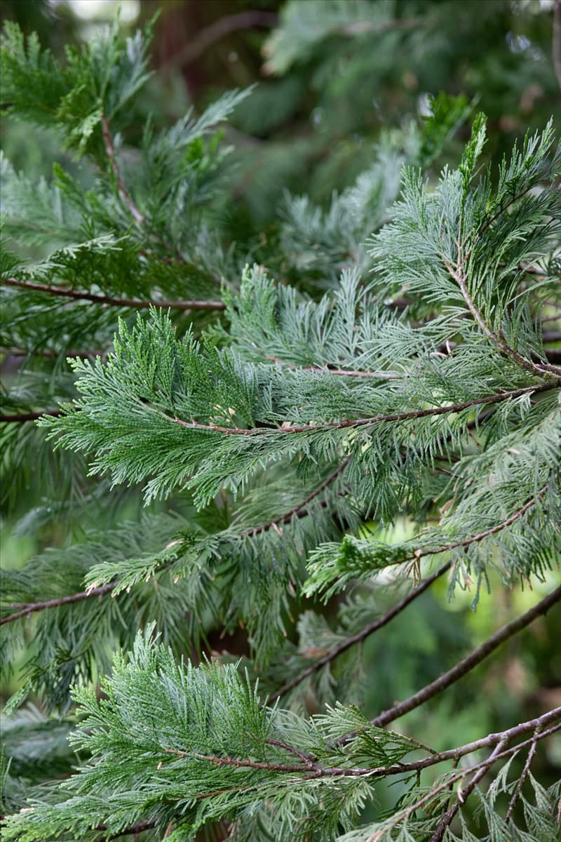 Calocedrus decurrens