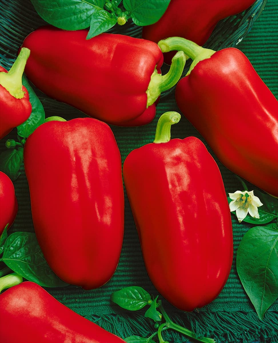 Paprika/Capsicum annuum red