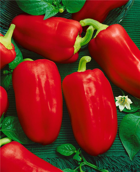 Capsicum annuum 'Almira® Midi Red'
