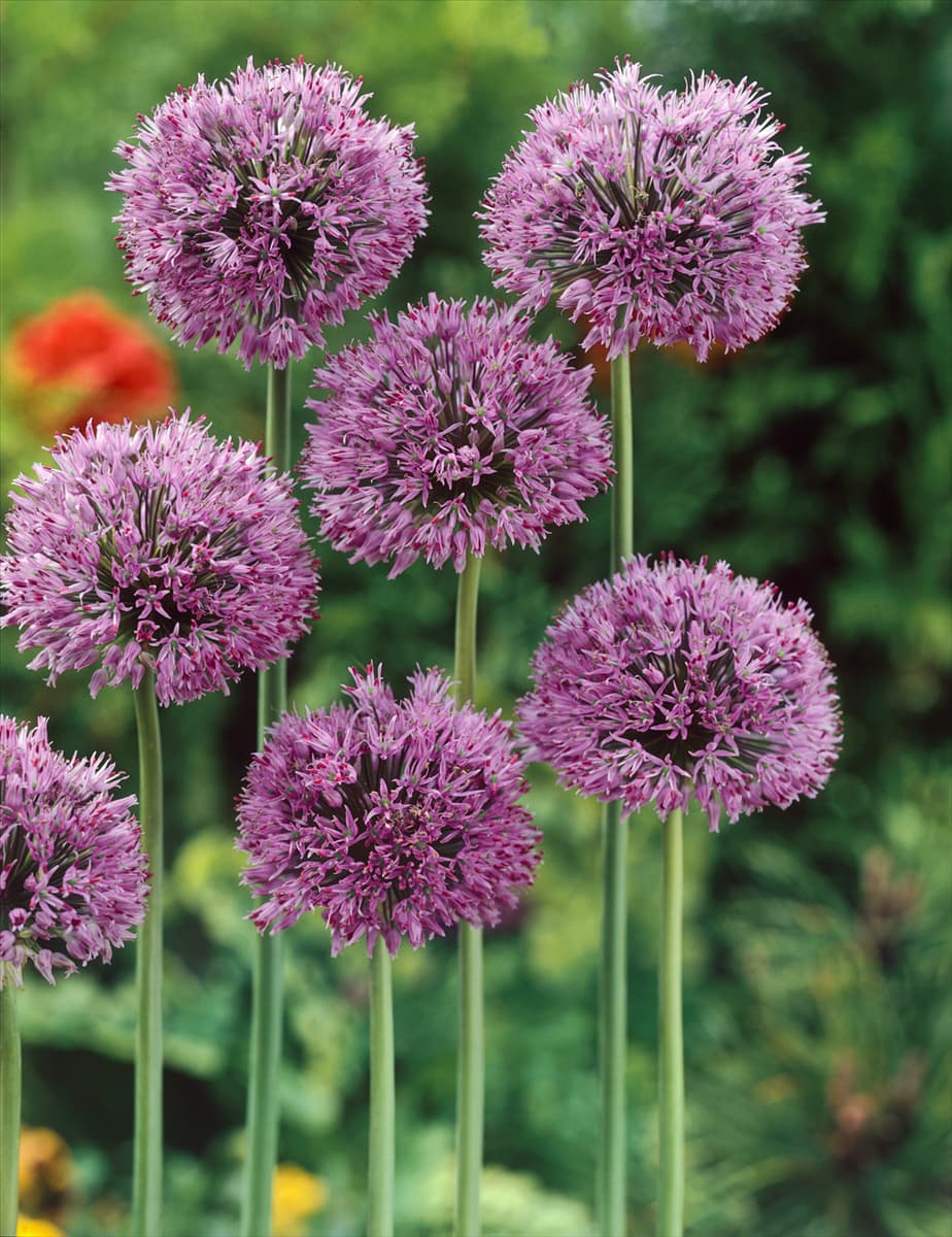 ALLIUM CHRISTOPHII