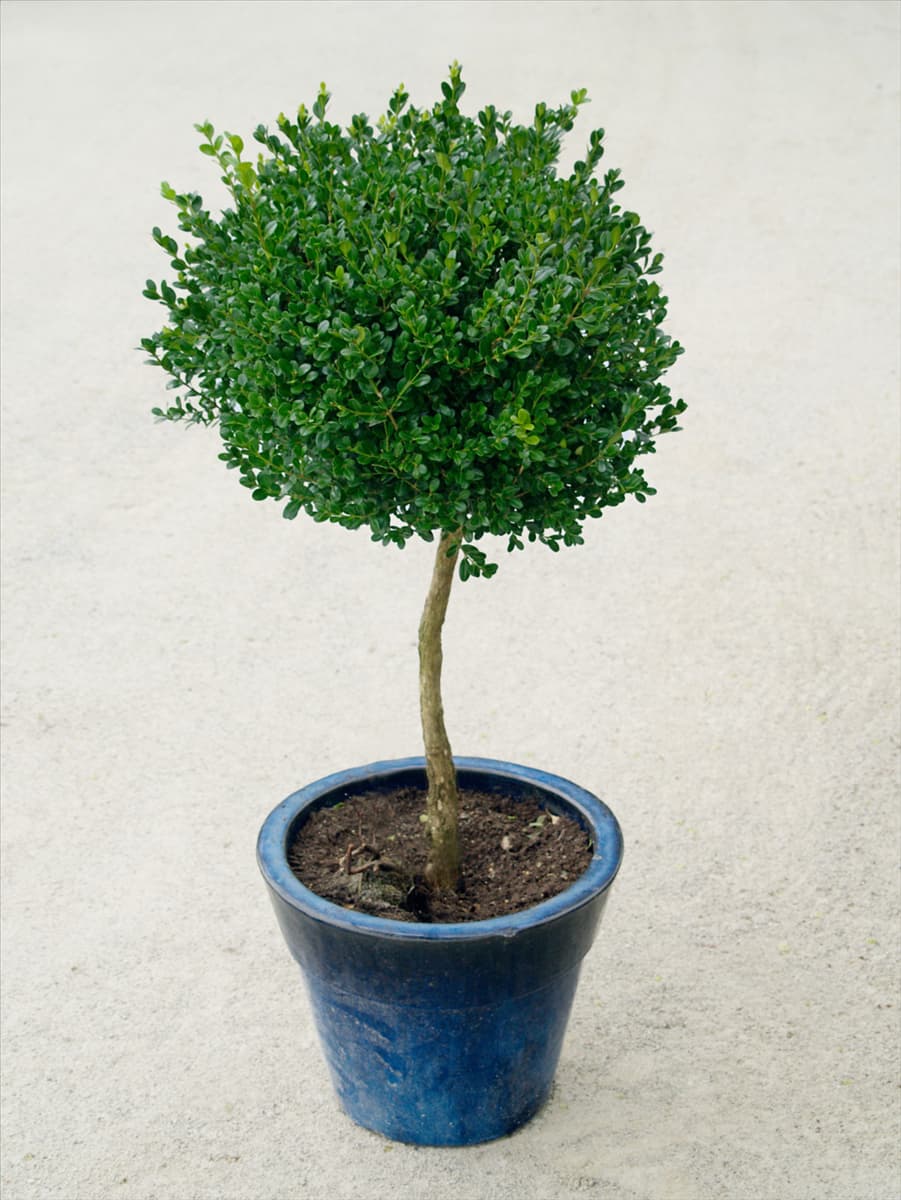 Buxus sempervirens in pot