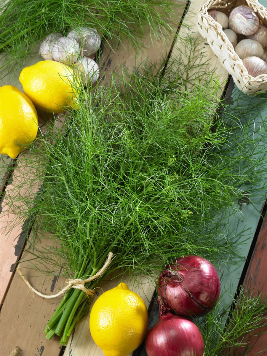 Anethum graveolens var. hortorum Delikat