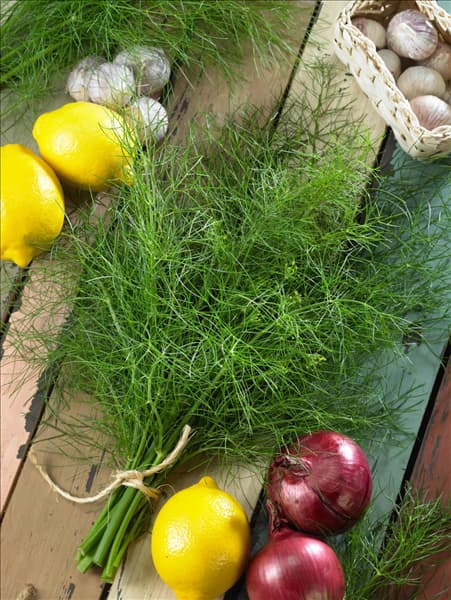 Anethum graveolens var. hortorum 'Delikat'