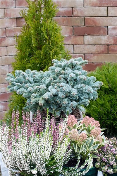 Abies procera 'Procumbens'