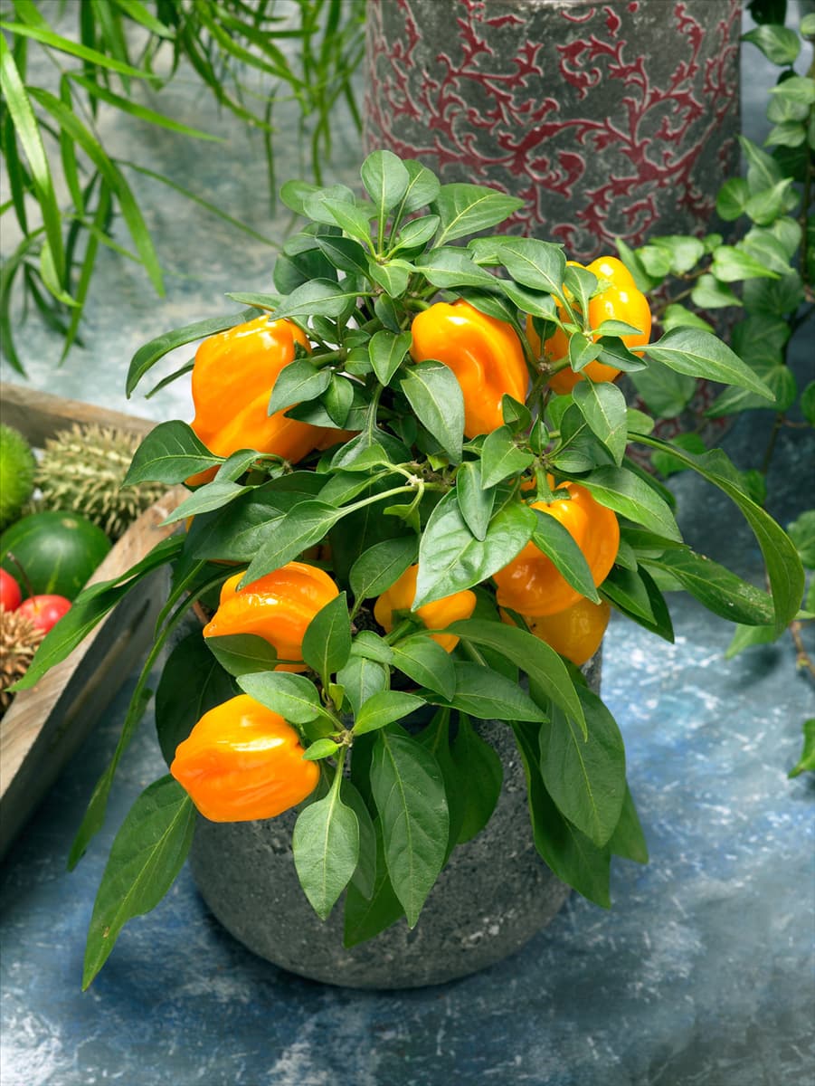 Capsicum annuum in pot