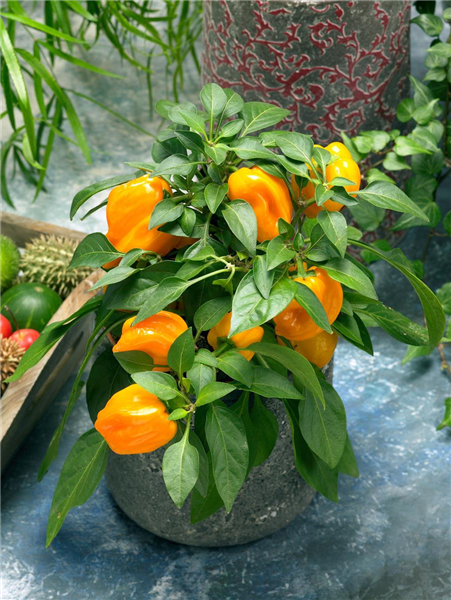 Capsicum annuum 'Almira® Midi Yellow'