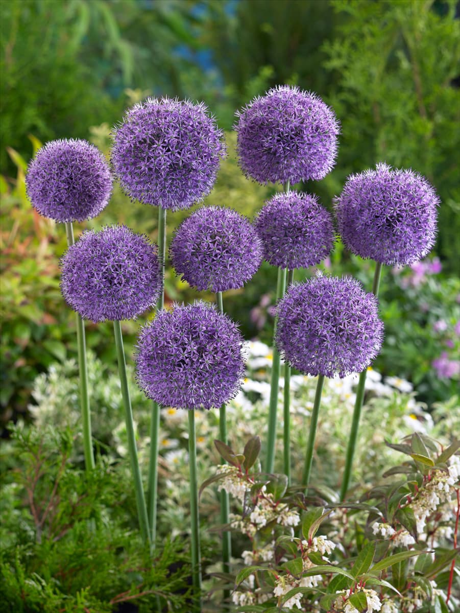 Allium Stratos