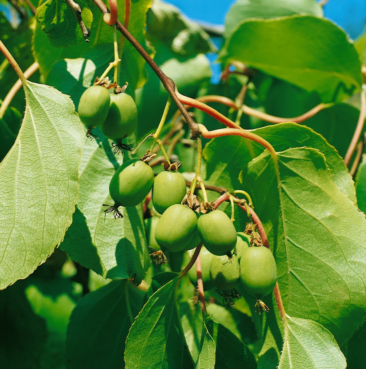 Actinidia arguta Issai