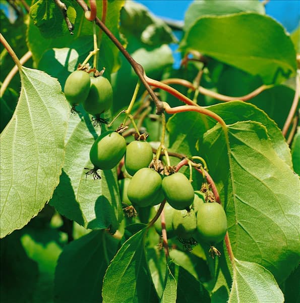 Actinidia arguta 'Fresh Jumbo'