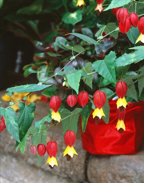 Abutilon megapotamicum