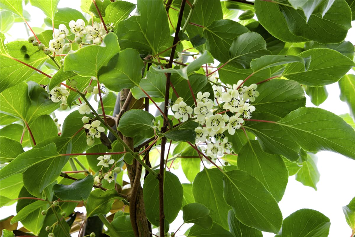 Actinidia arguta Issai