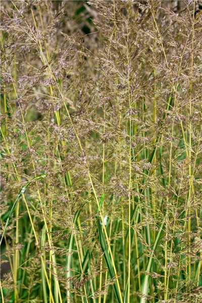 Calamagrostis x acutiflora 'Eldorado'
