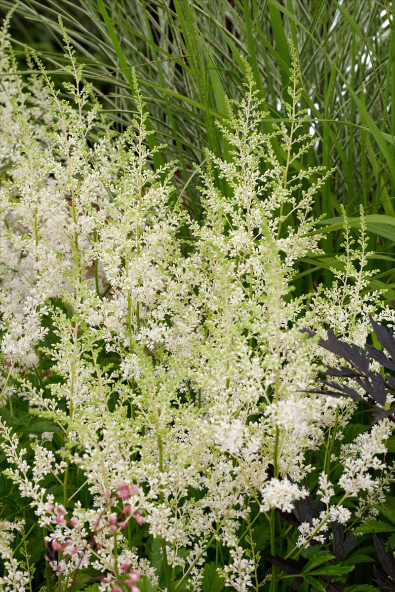 Astilbe x arendsii Snowdrift