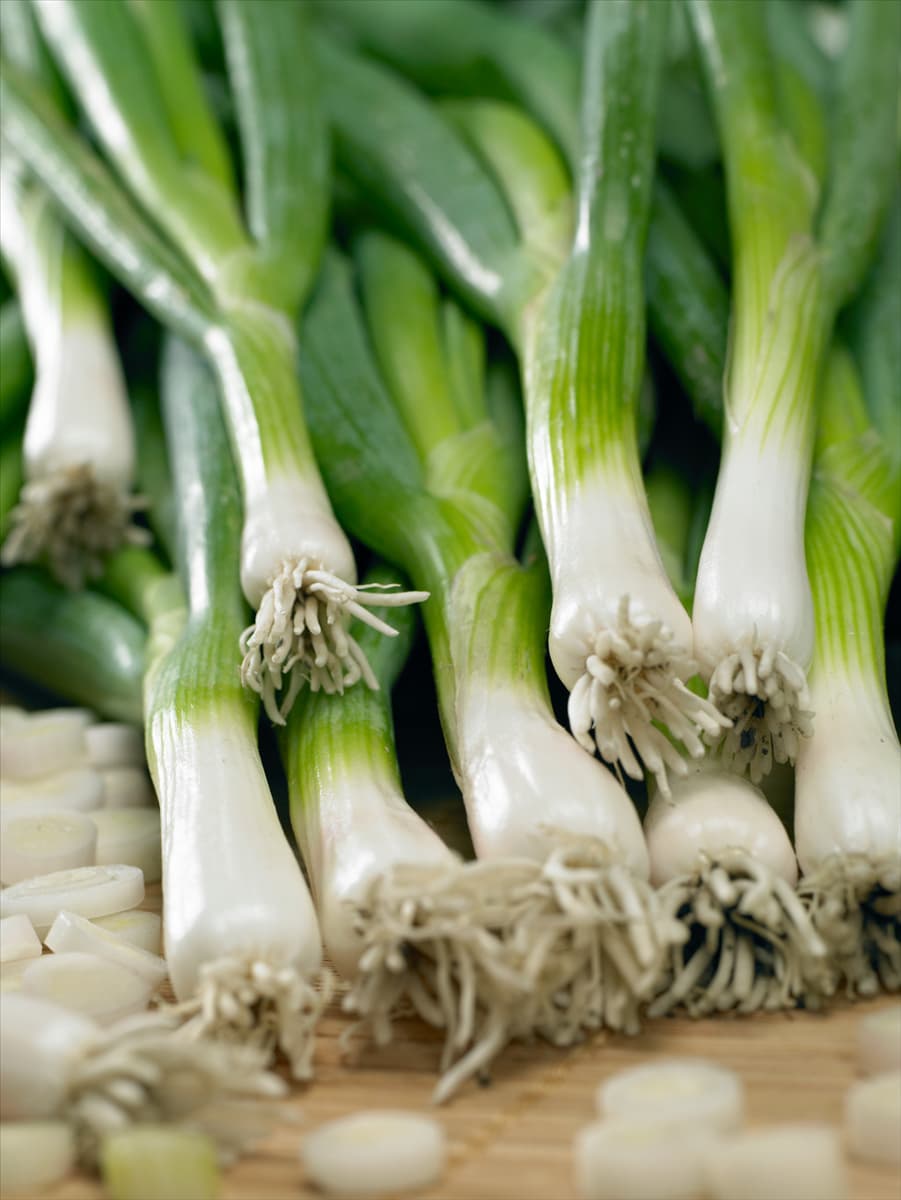 Allium fistulosum Winterhecke Freddy