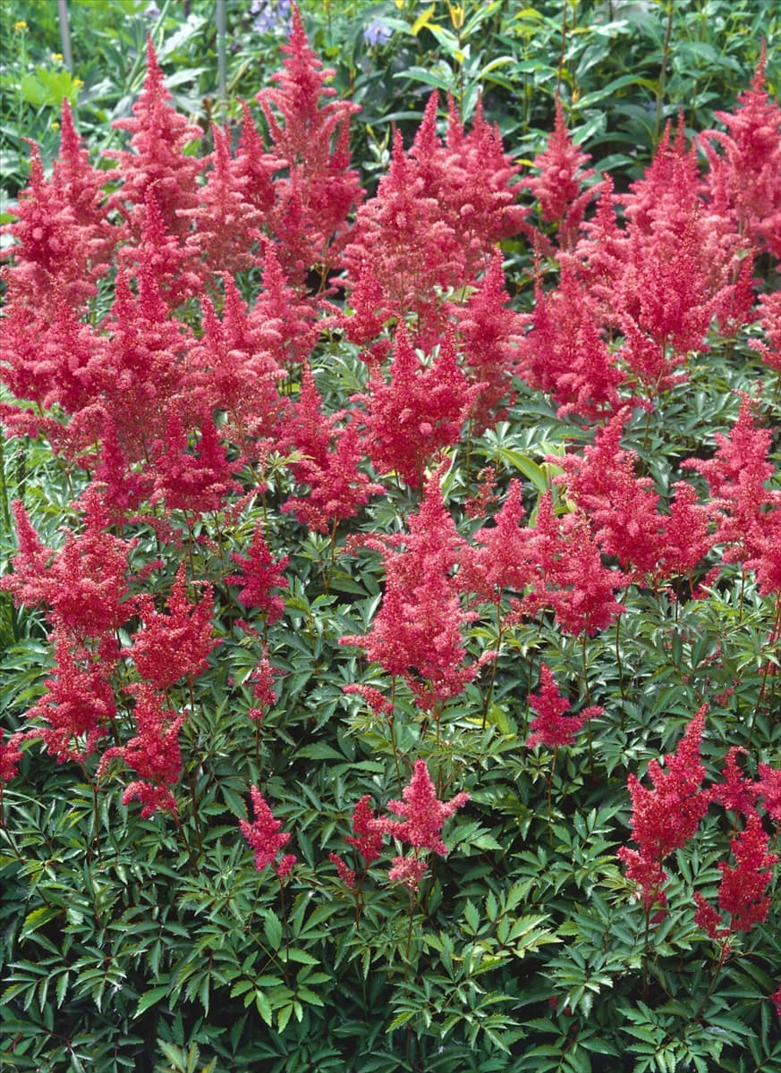 Astilbe August Light