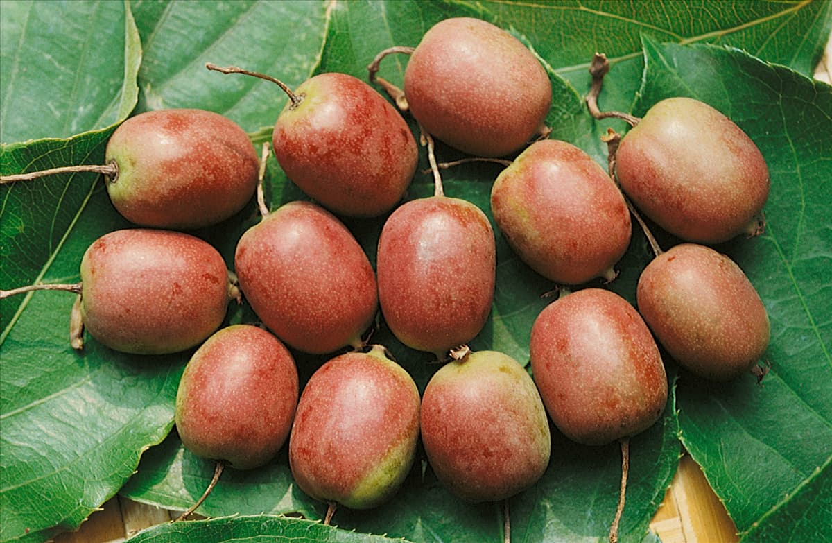 Actinidia arguta Red Beauty