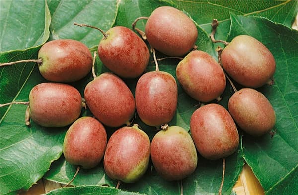 Actinidia arguta 'Kens Red'®