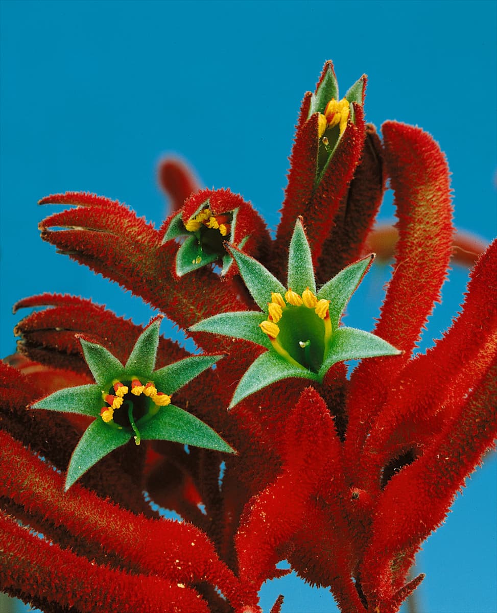 ANIGOZANTHOS FLAVIDUS RED FORM