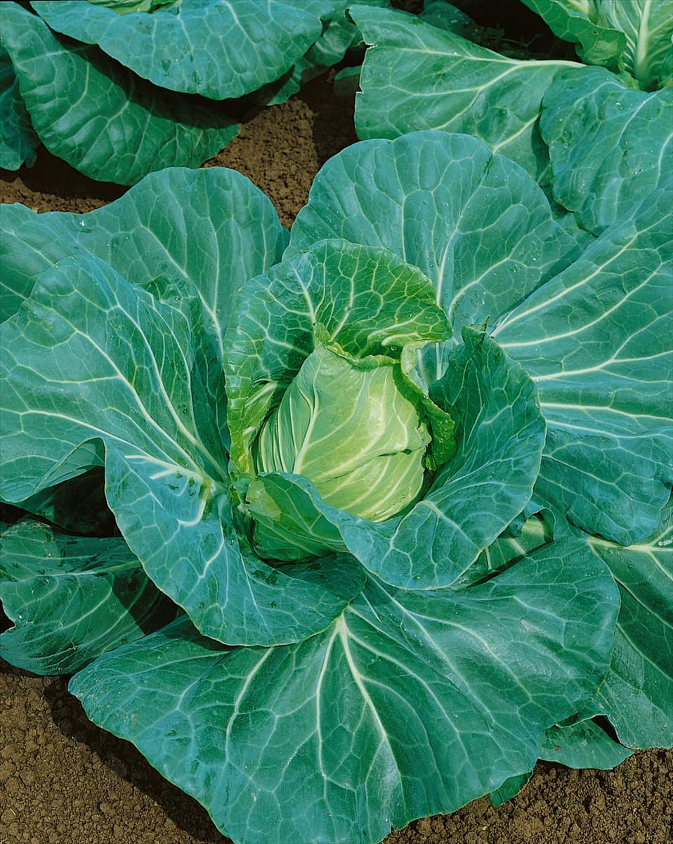 Weisskohl / Brassica oleracea var. capitata f. alba Chavannes