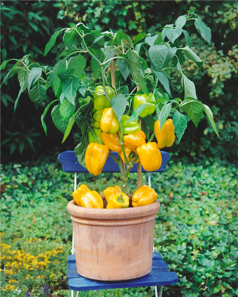 Capsicum annuum 'Beluga® Yellow'