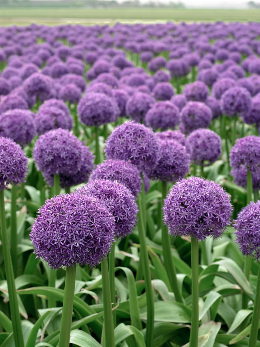 Allium Globemaster