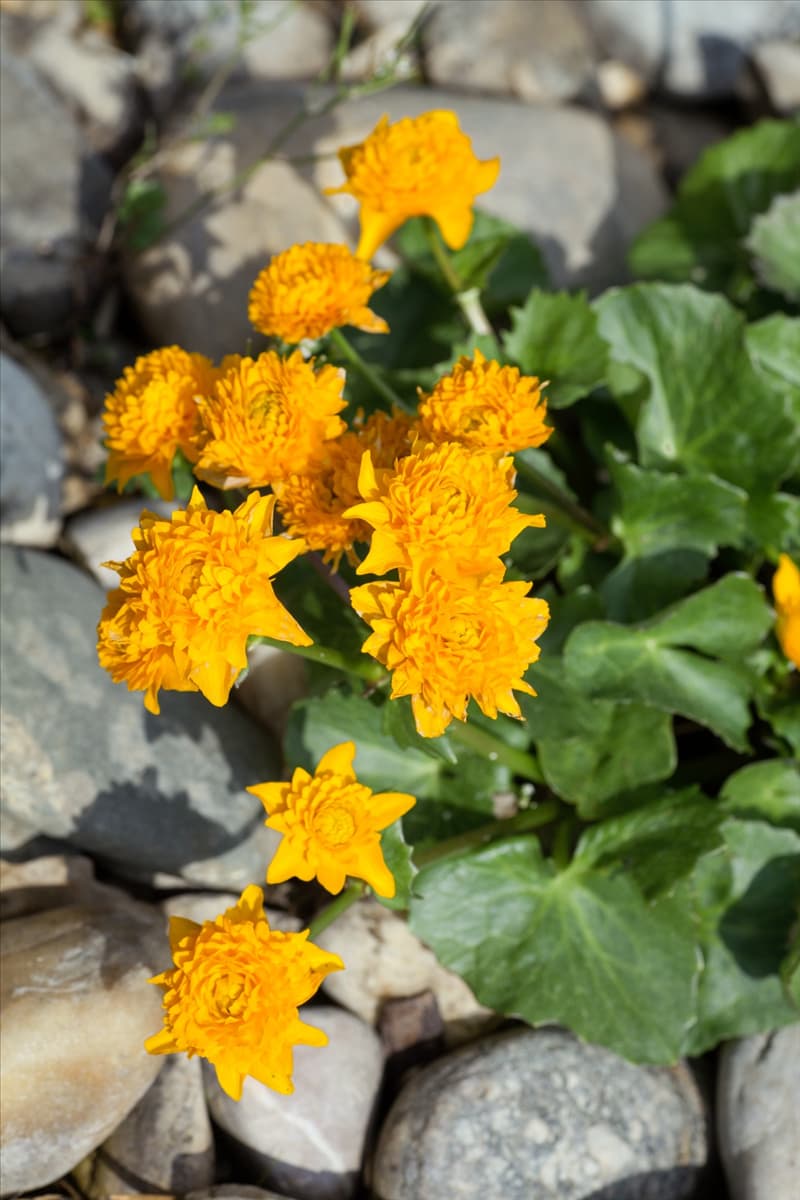 Caltha palustris Plena