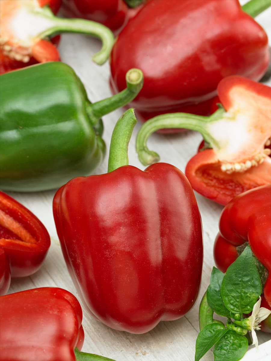 Capsicum annuum Jorga F1