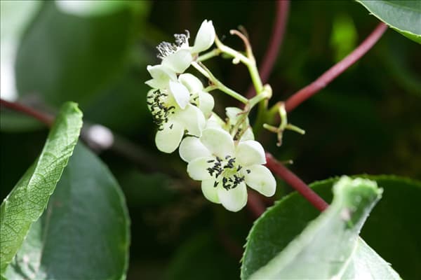 Actinidia arguta 'Male'