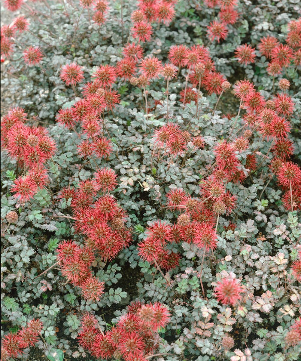 Acaena microphylla Kupferteppich