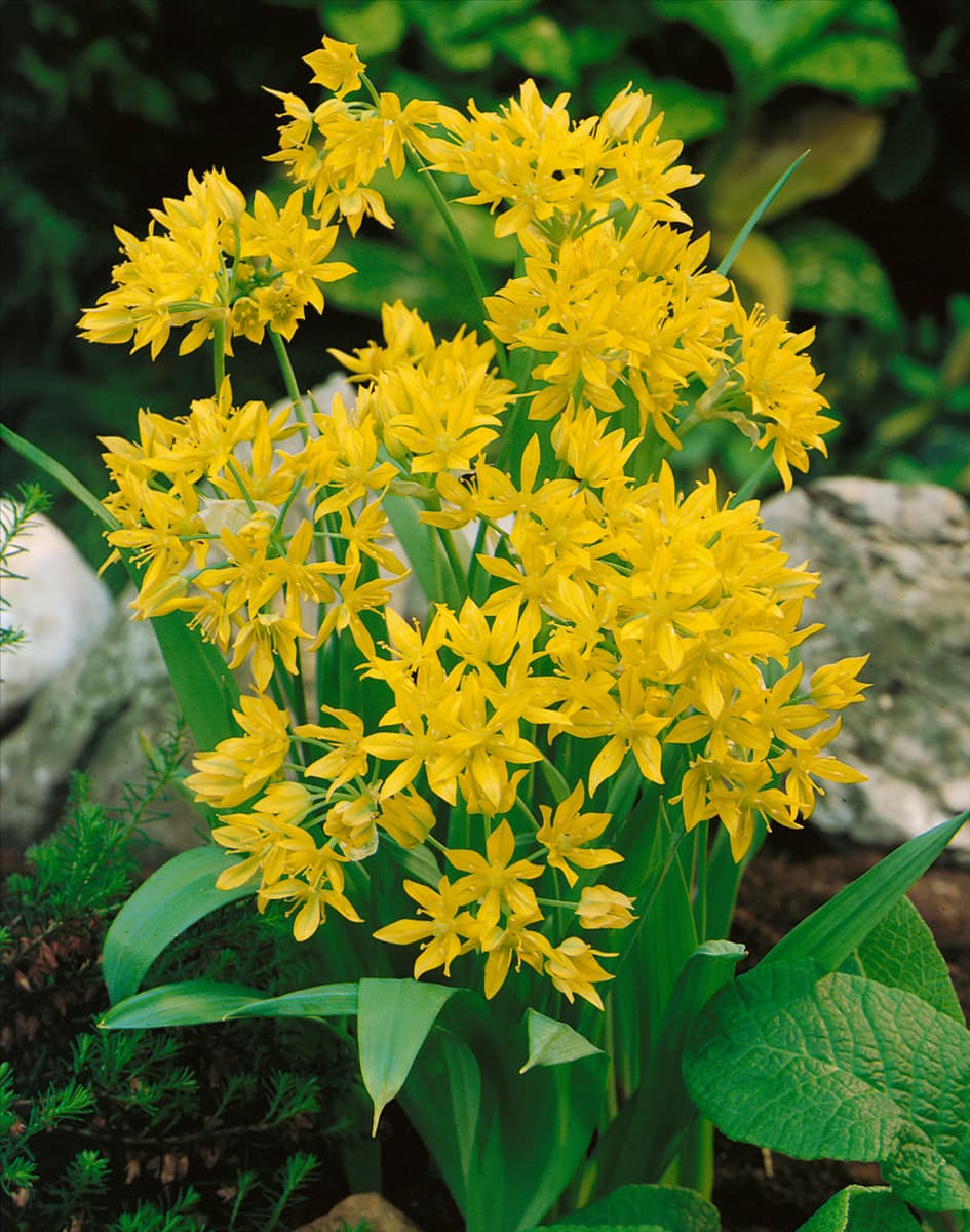Allium moly