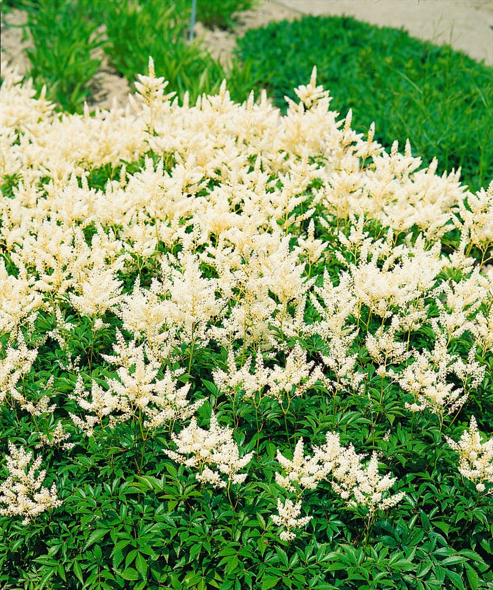 Astilbe x arendsii Bumalda