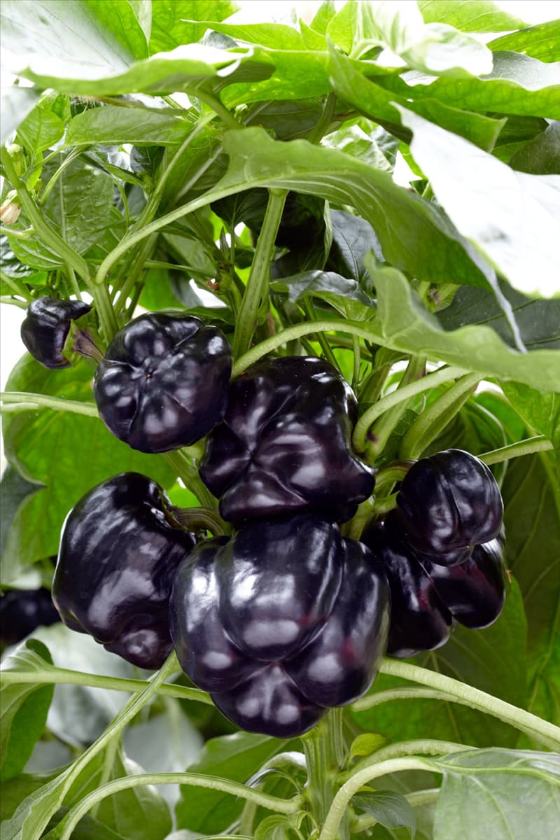 Capsicum annuum Nigra 2250CC