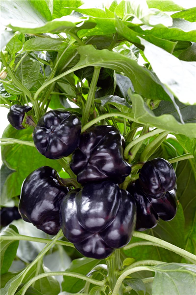 Capsicum annuum 'Beluga® Purple'