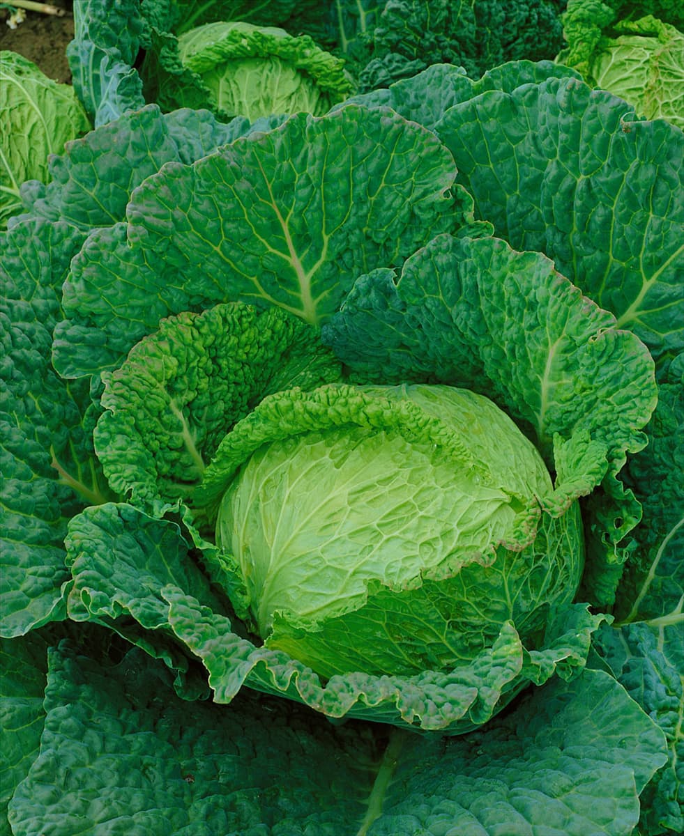 Wirsingkohl / Brassica oleracea var. sabauda d'Asti S. Giovanni