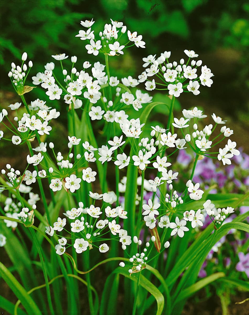 ALLIUM NEAPOLITANUM