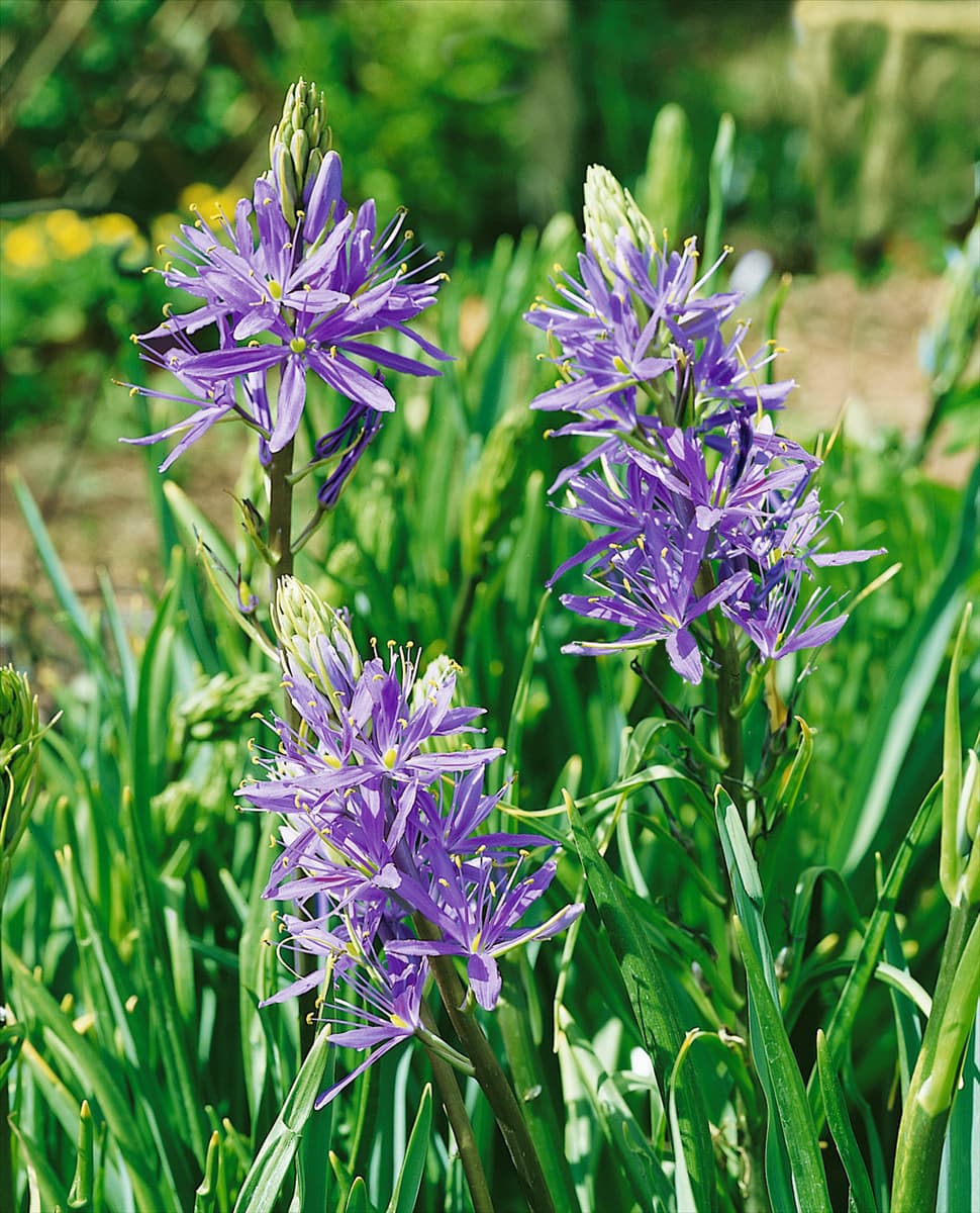 Camassia leichtlinii