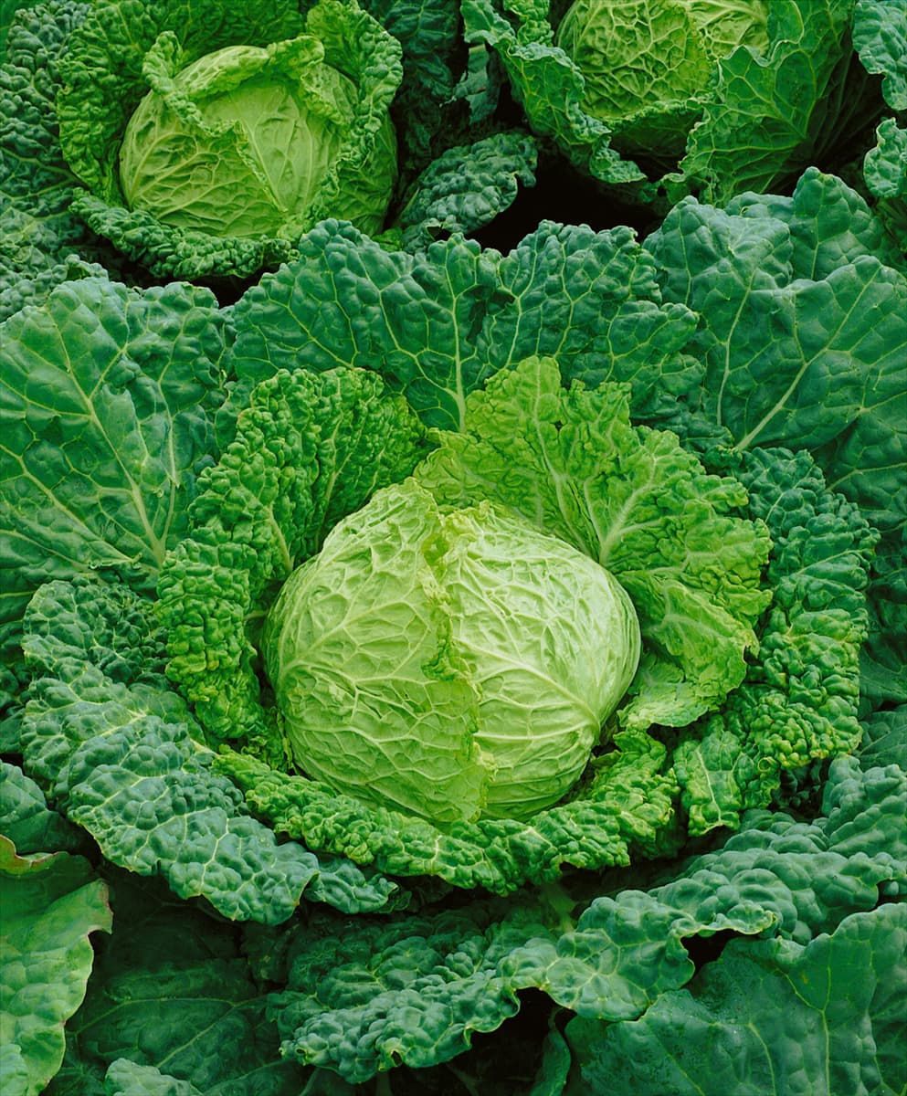 Wirsingkohl / Brassica oleracea var. sabauda Aubervil