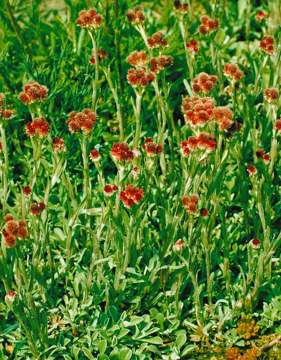 Antennaria dioica Rubra