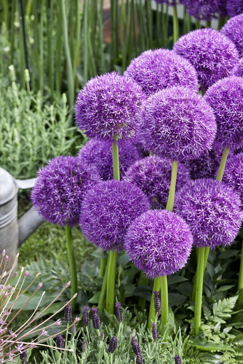 Allium Pinball Wizard