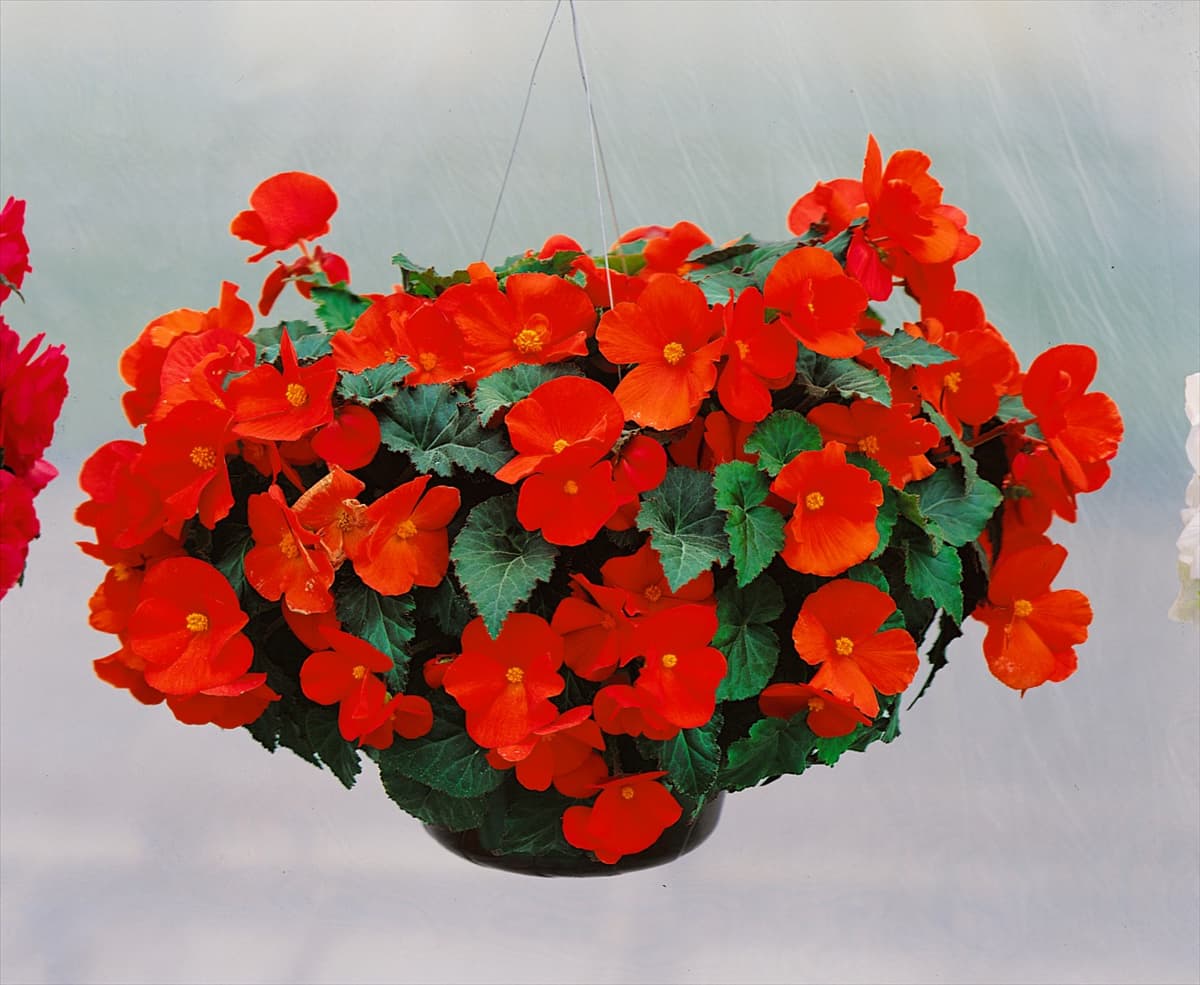 Begonia x tuberhybrida Galaxy Orange in Blumenampel