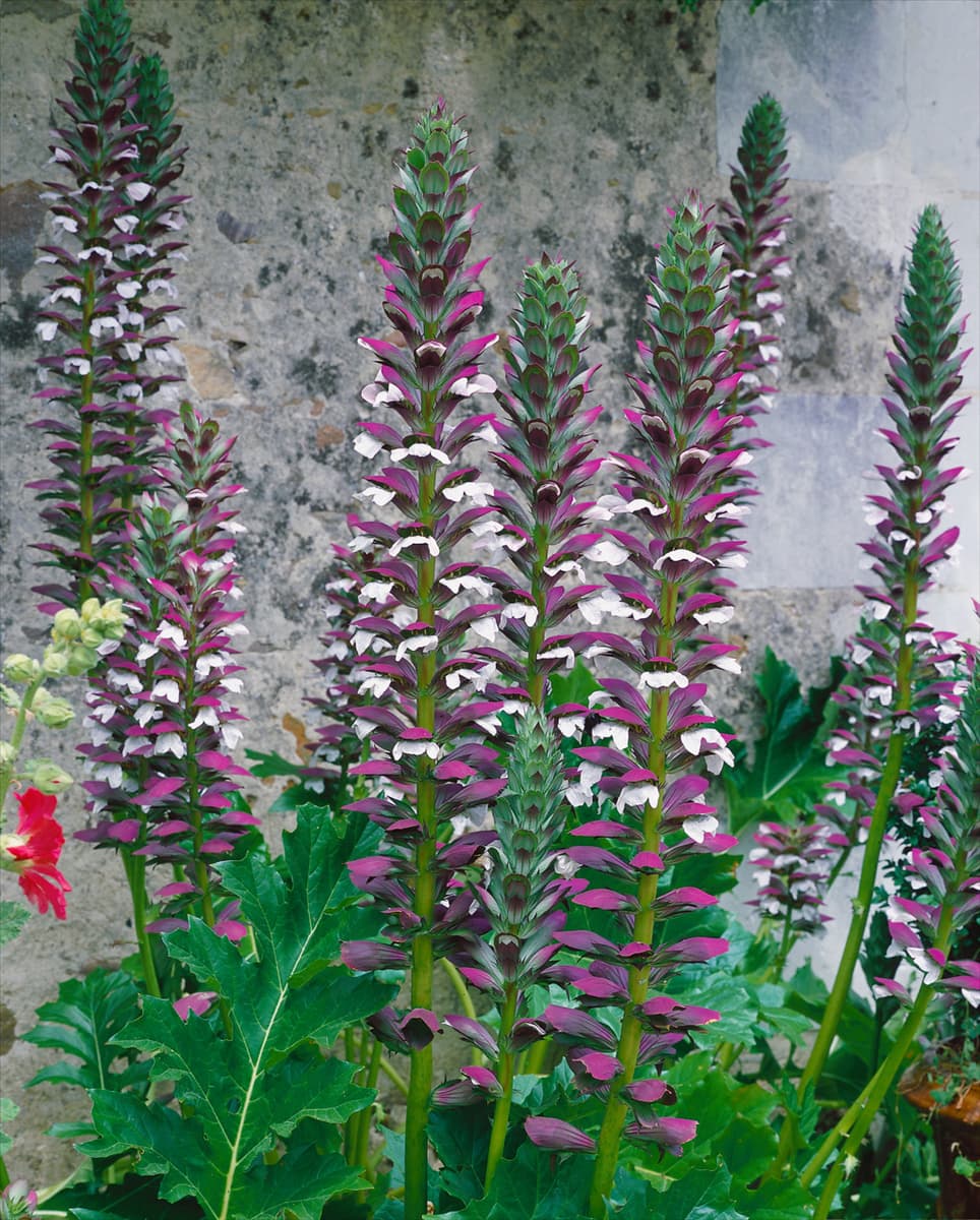 Acanthus mollis