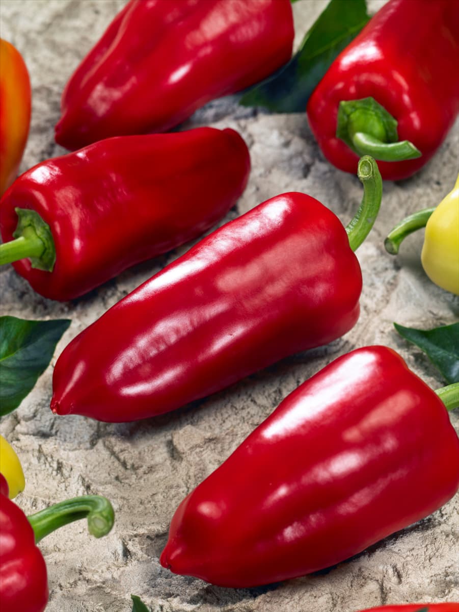 Capsicum annuum Admiral