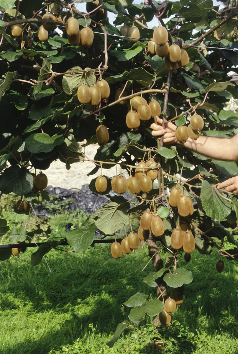 Actinidia deliciosa Hayward