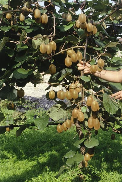 Actinidia chinensis 'Hayward'