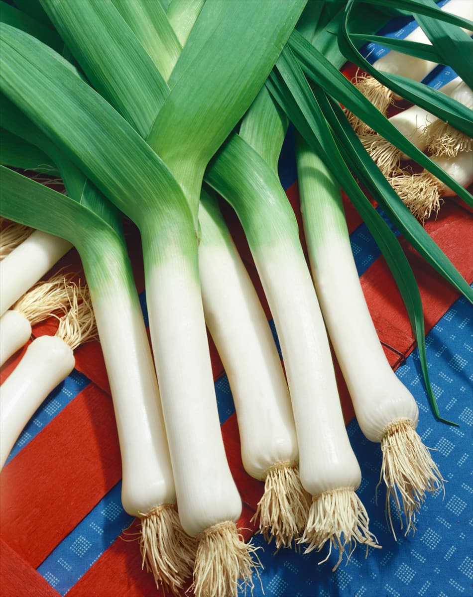 Porree / Allium porrum var. porrum Long d'Ete