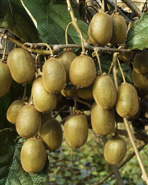 Actinidia chinensis 'Jenny'